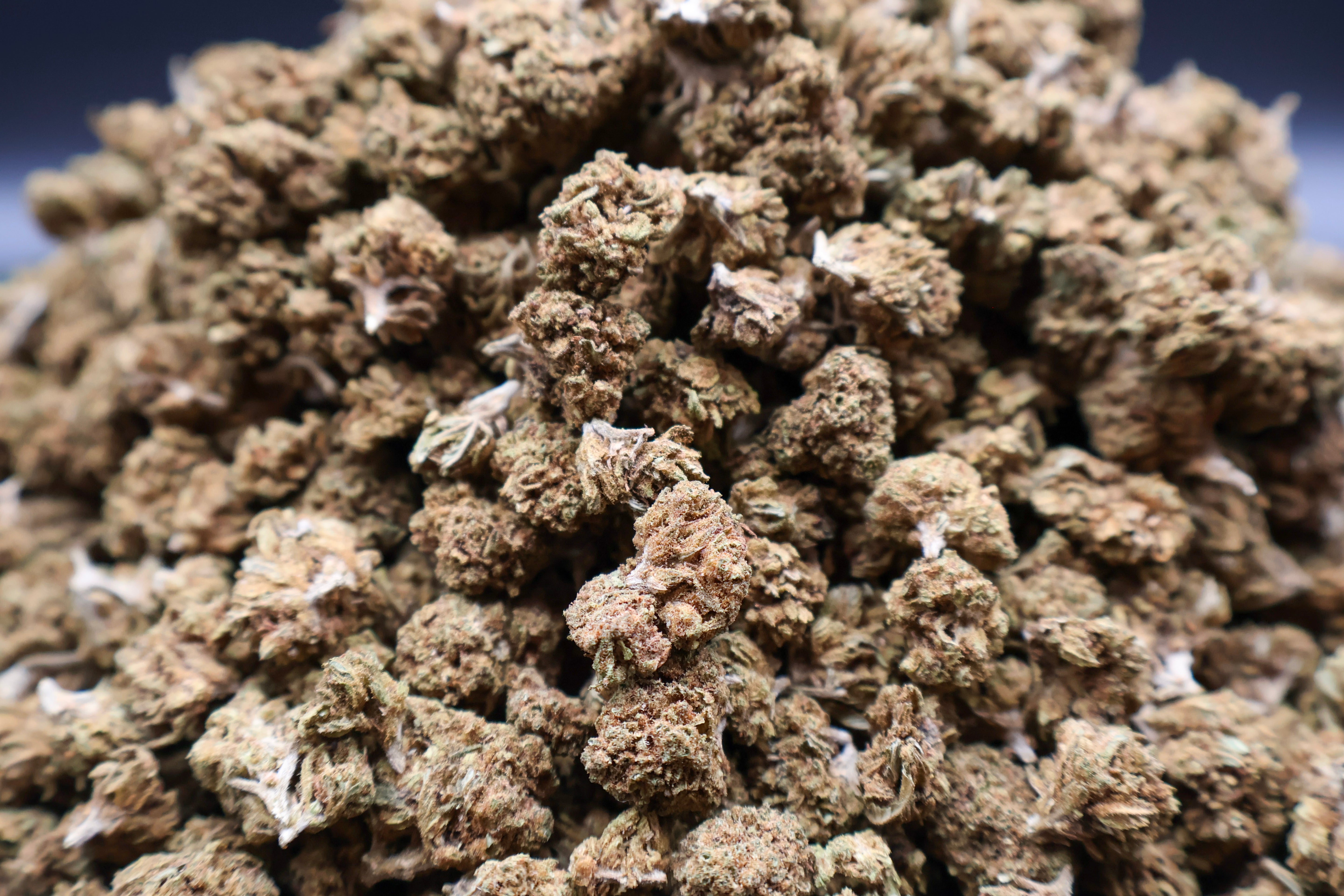 Mini Lemon Haze CBD 2. Sortering 100G