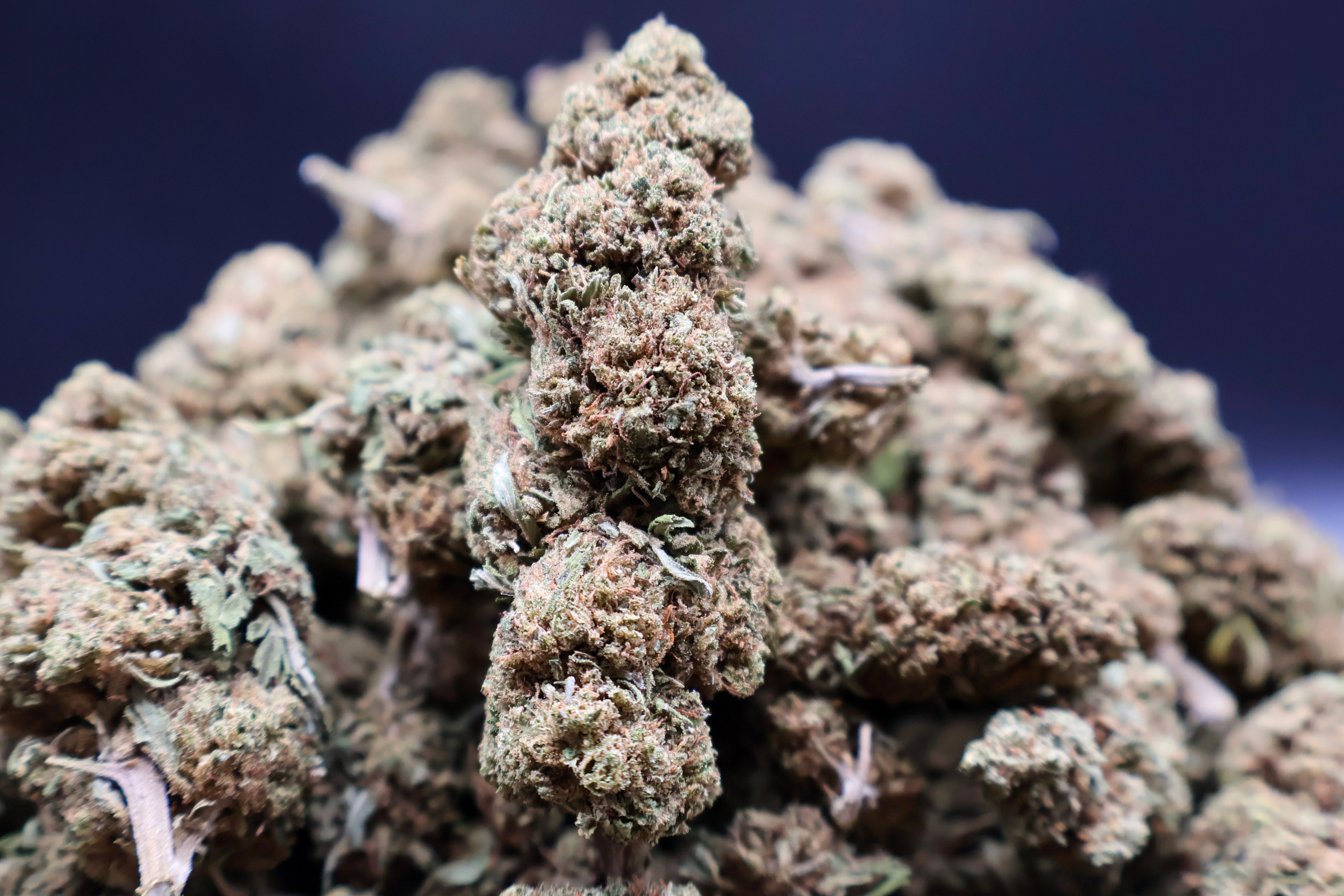 Amnesia Haze CBD 50G