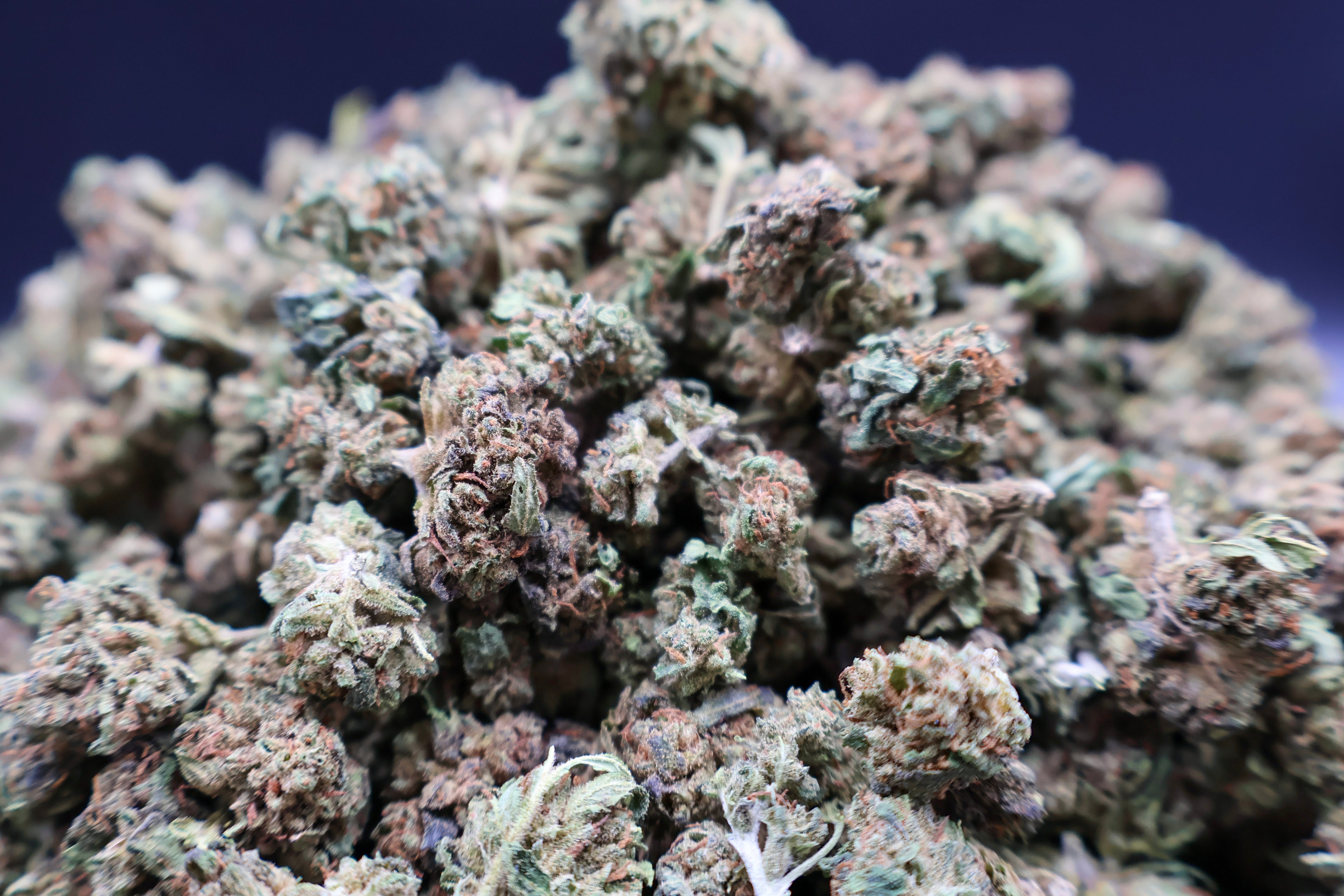 Mini Gelato Cookie CBD